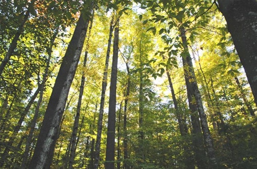 White-Pine-Managed-Forest White-Pine-Managed-Forest